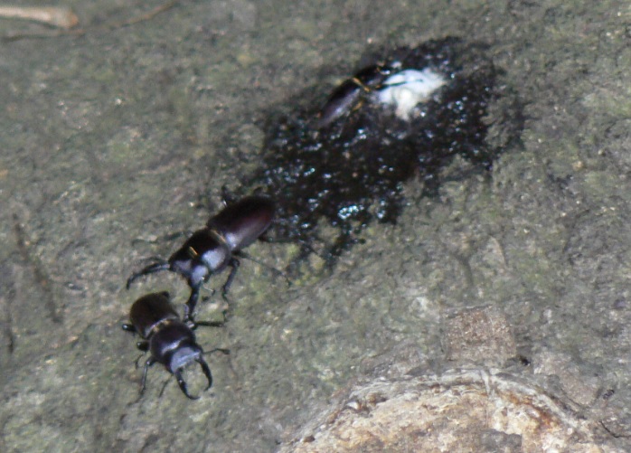 大木クヌギ 目線中央の樹液_コクワガタ2♂1♀_2021年5月28日20時00分頃 23度